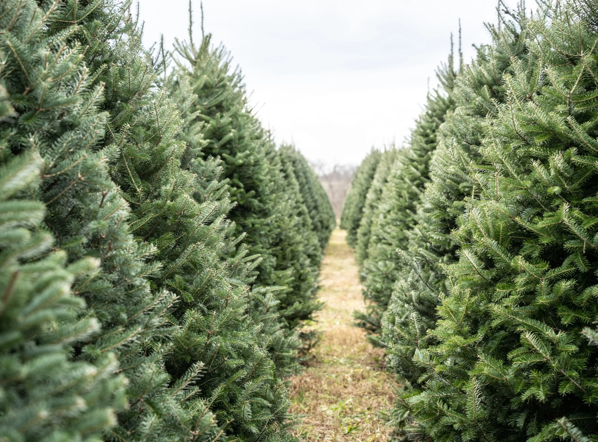 Rows of evergreen Christmas trees at a tree farm